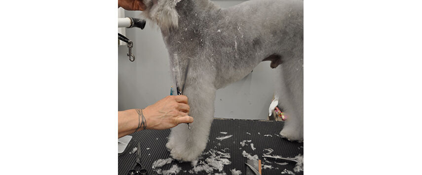 How to Groom a Bedlington Terrier